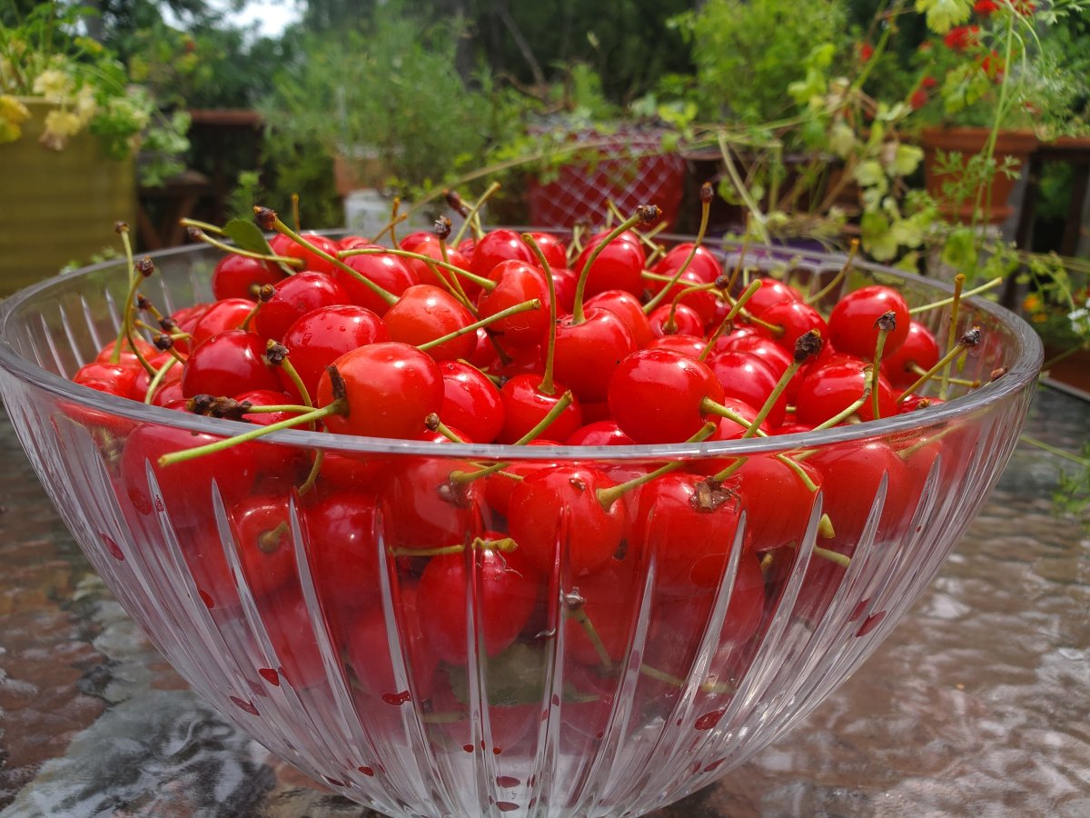 Pralle Sauerkirschen