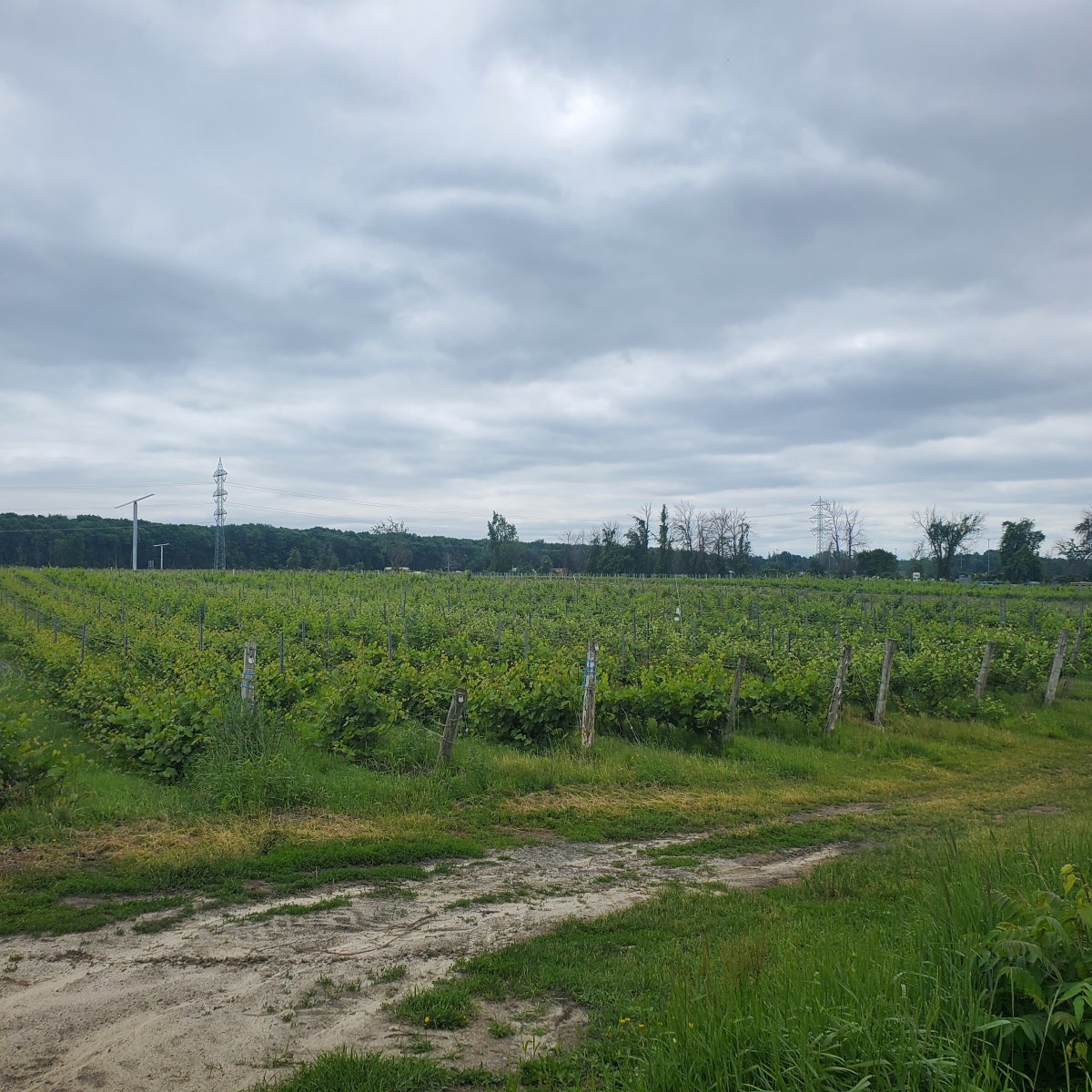 Römische Nymphen und kanadischer Wein