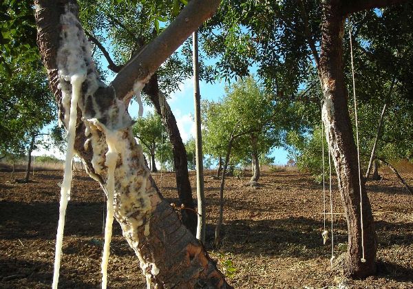 Das Manna quillt hervor wie süßes Harz und ist sofort essbar